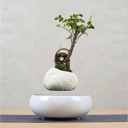 Side view of a levitating bonsai tree above a magnetic round base